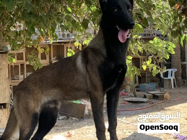 السلام عليكم متاح دكر ملينوا حقيقي شراسه فالدم + اوامر