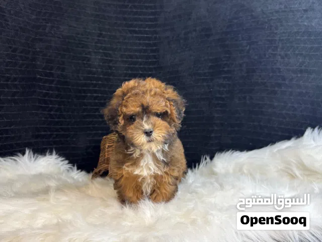 Tiny Toy Maltipoo Puppies