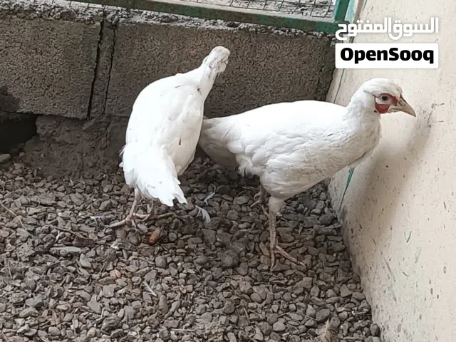 طيور الفزن والحجل  ازواج  من انتاجي  العمر سنه ونص  الون الابيض الفزن  الرصاصي الحجل