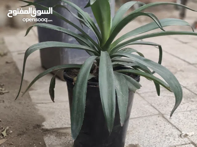 زرع خارجي ممتاز