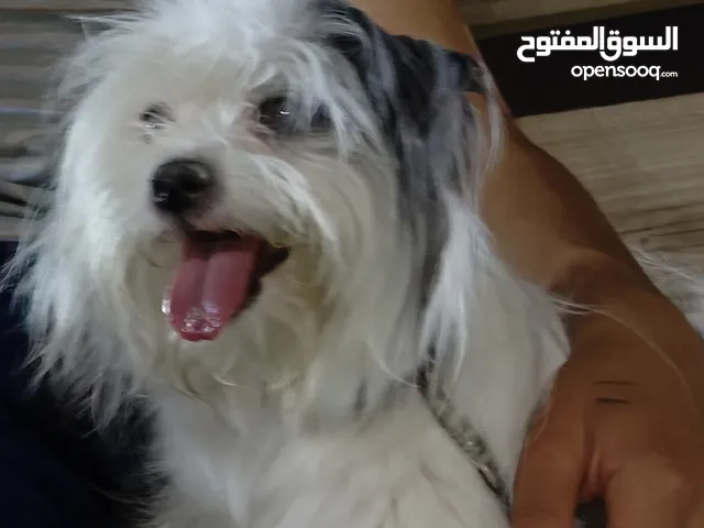 السلام عليكم كلب للبيع كلب فرنسي انثا العمر 9 اشهر والسعر بي مجال
