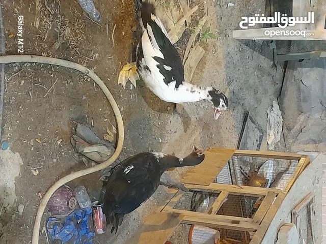 بط مصري ودجاج عربي