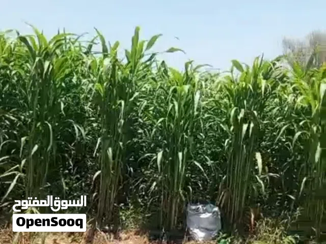 ذره غشمر رقم 1