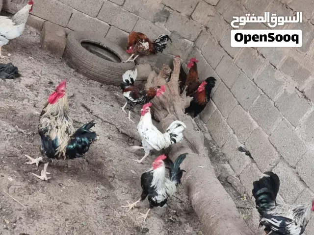 دجاج للبيع
