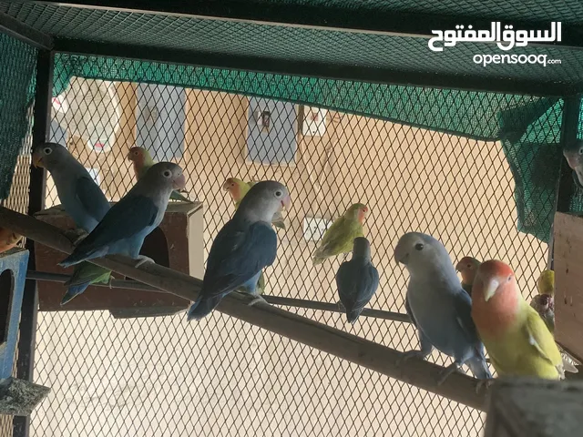 للبيع عشه طيور روز كامله