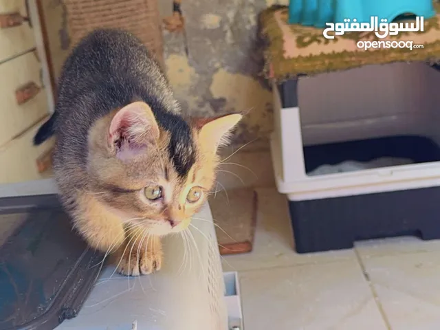 قطط سكوتش فولد و قطة بيرشن فان
