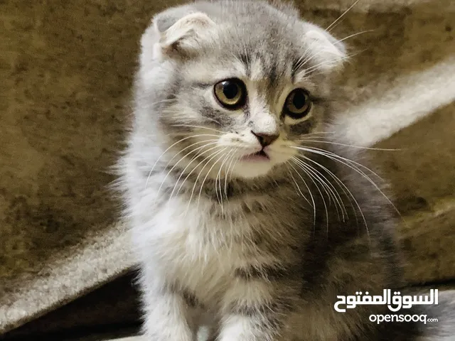 سكوتش فوولد اصلي