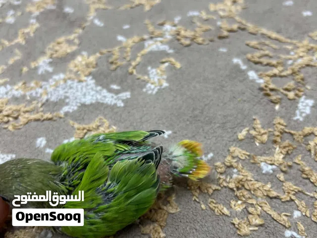 بركديلو للبيع
