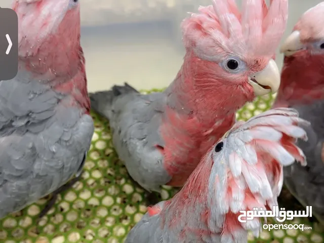 متوفر فروخ قالا اخر حبتين المكان الشارقه