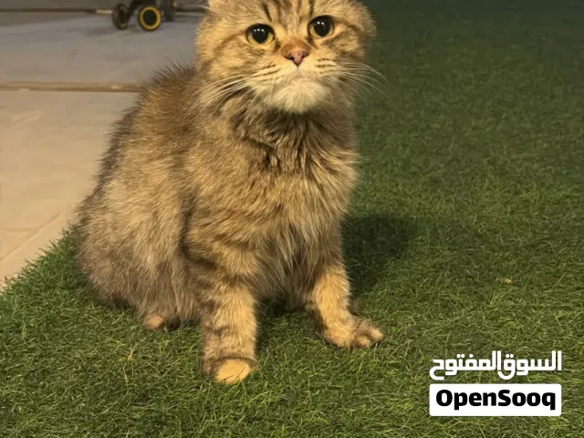 شعر طويل وناعم