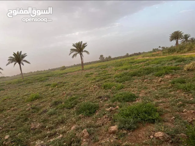 Farm Land for Sale in Baghdad Arab Ejbur
