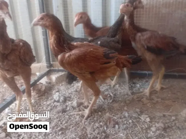 جاج بكستاني 7 فرخات وديك مع جاجه بياضه و جاجه فتوح بيض وصوص عمر 3 شهور