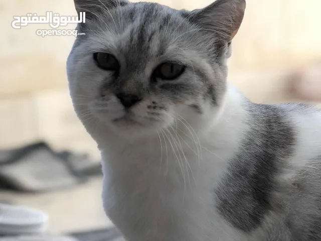 قطة انثى اليفة