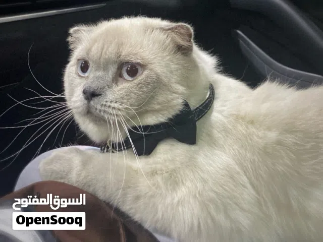 قط سكوتش فولد بلو بوينت بيور للبيع