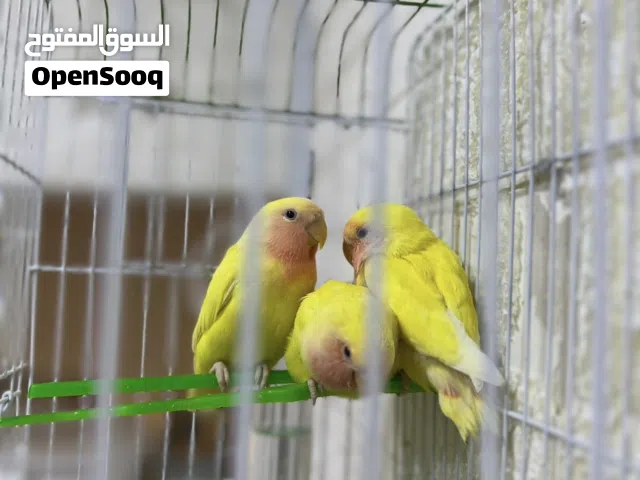 أفراخ غندور روز
