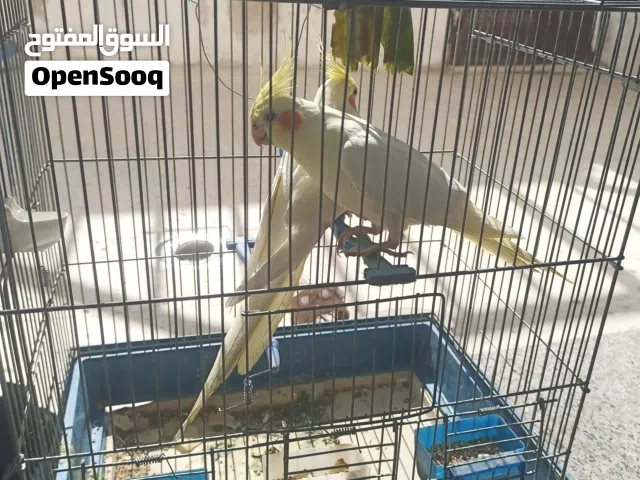 حبتين كوكتيل فحول واحد عين حمراء والثاني عين سوداء الاليف ابو عين حمراء
