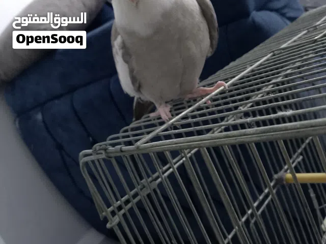 جوز كتوكيل وايت فيس تحتيه بيض