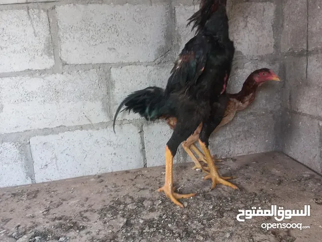 متاح بيض باكستاني