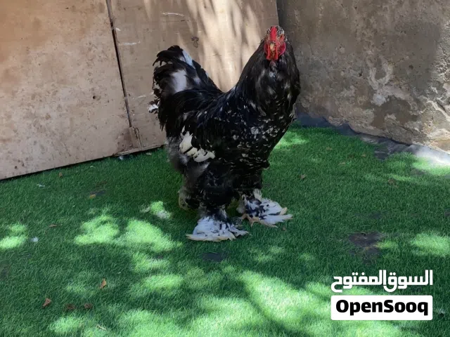 ديك براهما عملاق فولي اسود العمر 8 شهور