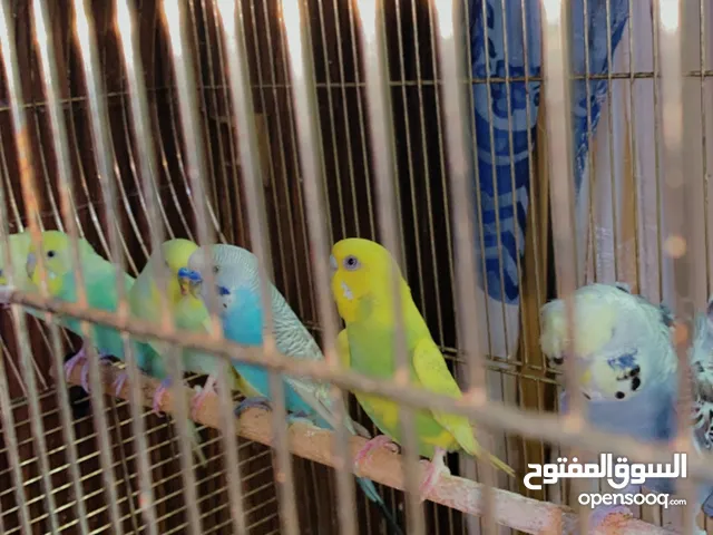 Beautiful hand tamed budgies