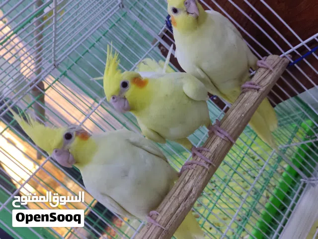 افراخ كوكتيل3