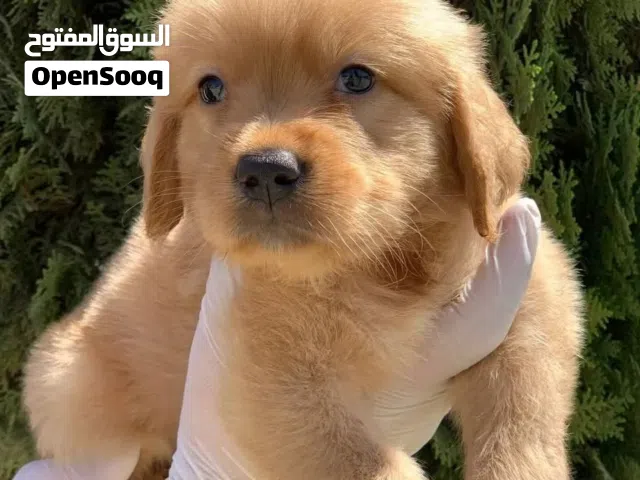 ذكور واناث مميزه جولدن ريتريفر مع جميع المطاعيم ومايكروشيب التسليم في عياده بيطريه