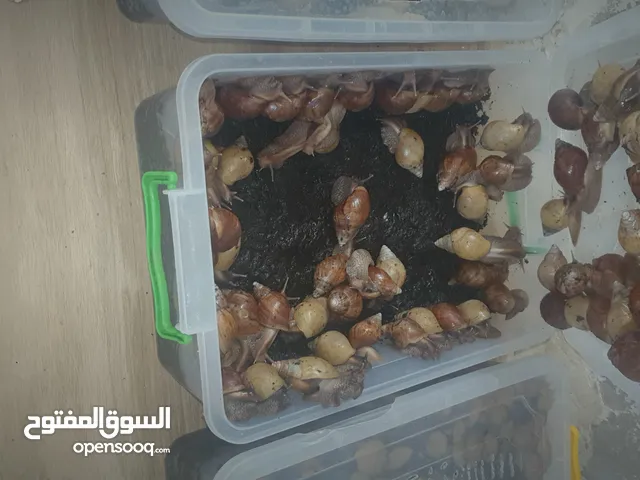 حلزون إفريقيا للبيع الزرقاء الجديده اتواصل واتس اب فقط
