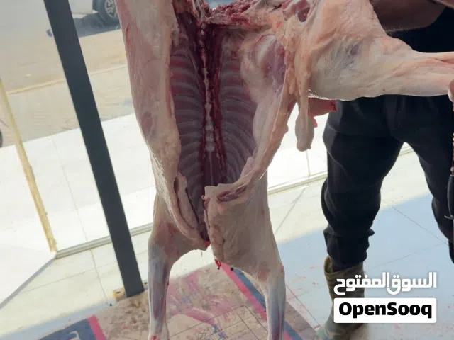 لحم غنم ذبح في ذمه كيلو 22 سعره