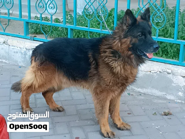 جيرمن نثيه و فحل