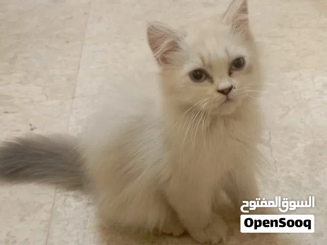 قطط ابيض ورصاصي نثيه