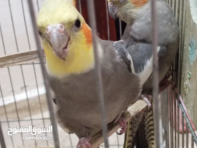 جوز كوكتيل للبيع