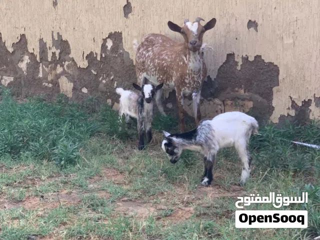 معزه والده اقرا الوصف