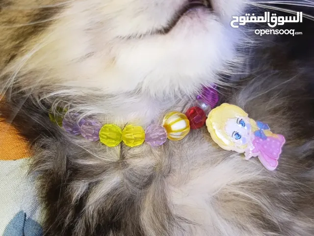 قط البيع ،،