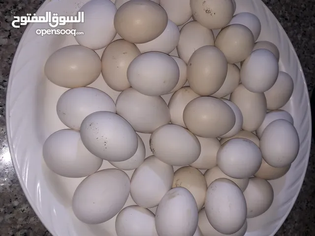 بيض دجاج بلدي علف نباتي للاكل والفقاسات