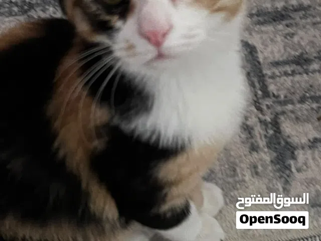 قطط للتبني المجاني