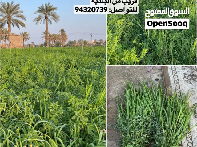 للبيع قت بكر مع شعير