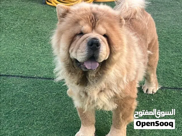Chow chow pure breed