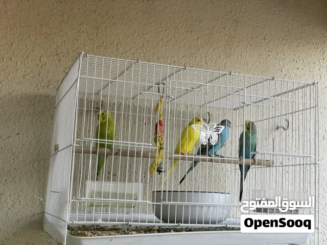 طيور بادجي بصحة ممتازة 4 طيور 2 اناث و 2 ذكور + مدربين على يد مدرب طيور لمده شهر