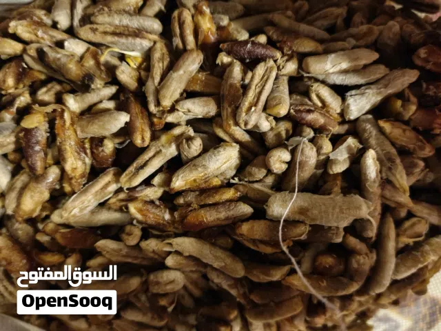 نوى تمر (فلح)