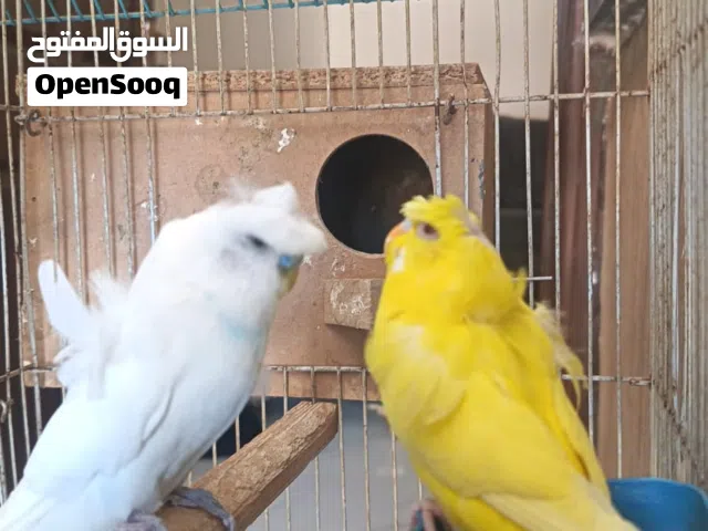 جوز عصافير مرتب