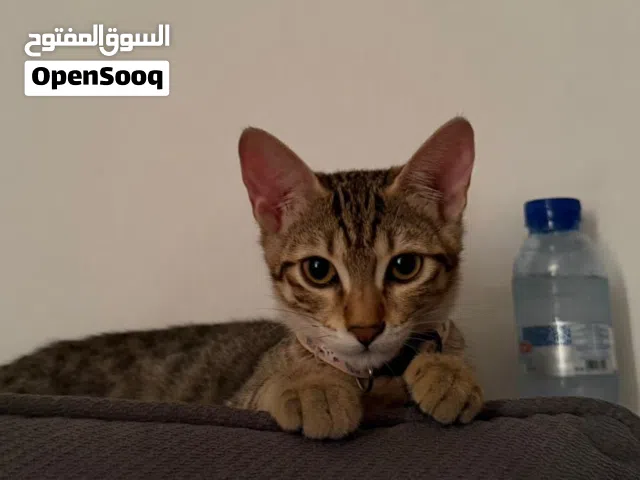 قطط للتبني 6 اشهر