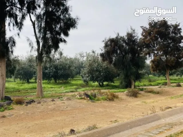 Farm Land for Sale in Jerusalem Other