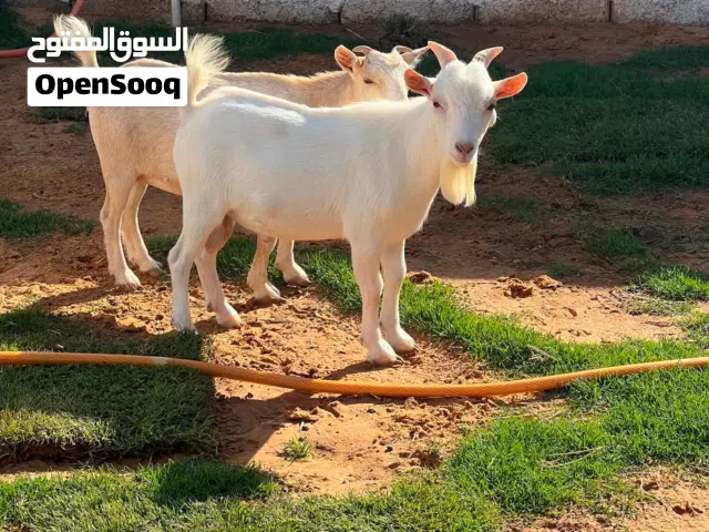 جدي وعناق قزم كردي عناق عشرا