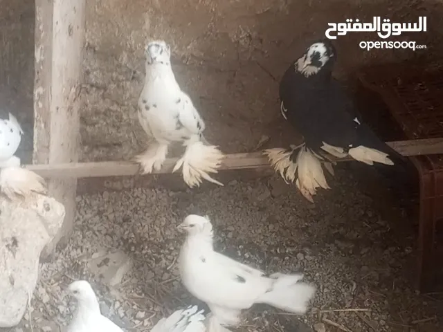 3 كوبل حمام frisé و زوز كوبل طاوس