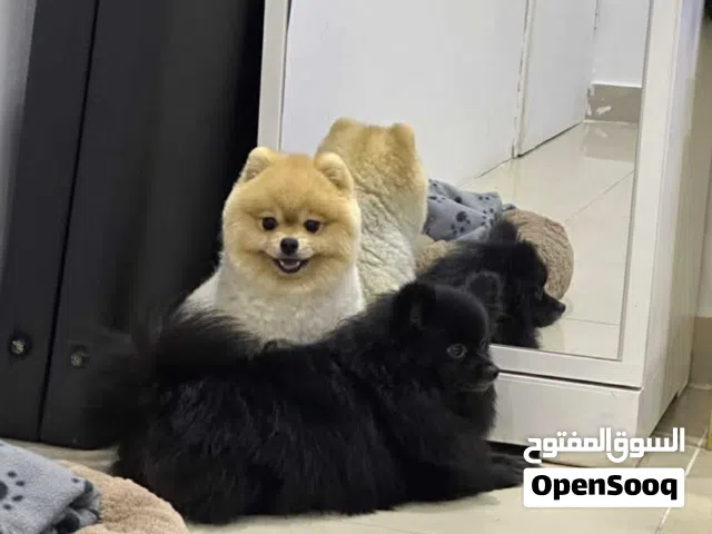 black female pomeranian/male pug