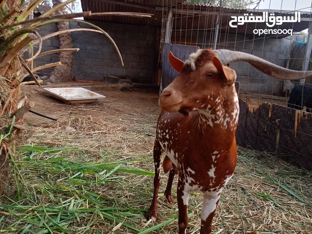 تيس ضفاري حار