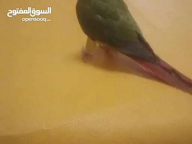 ببغاء كنيور مروض للبيع