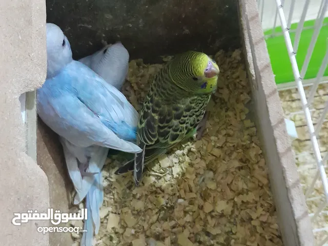 للبيع طيور بادجي . ذكر وأنثى  وأربع فراخ  مع قفص كامل . الصور واضحة