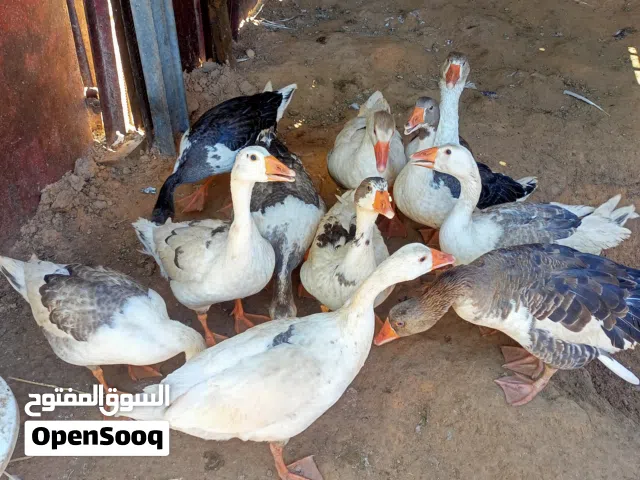 إوز للبيع مكان تاجوراء