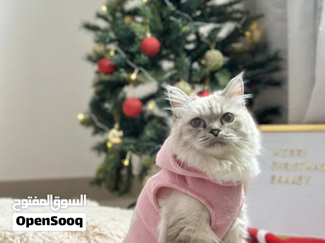 Sweet Female Turkish Angora with Persian Mix